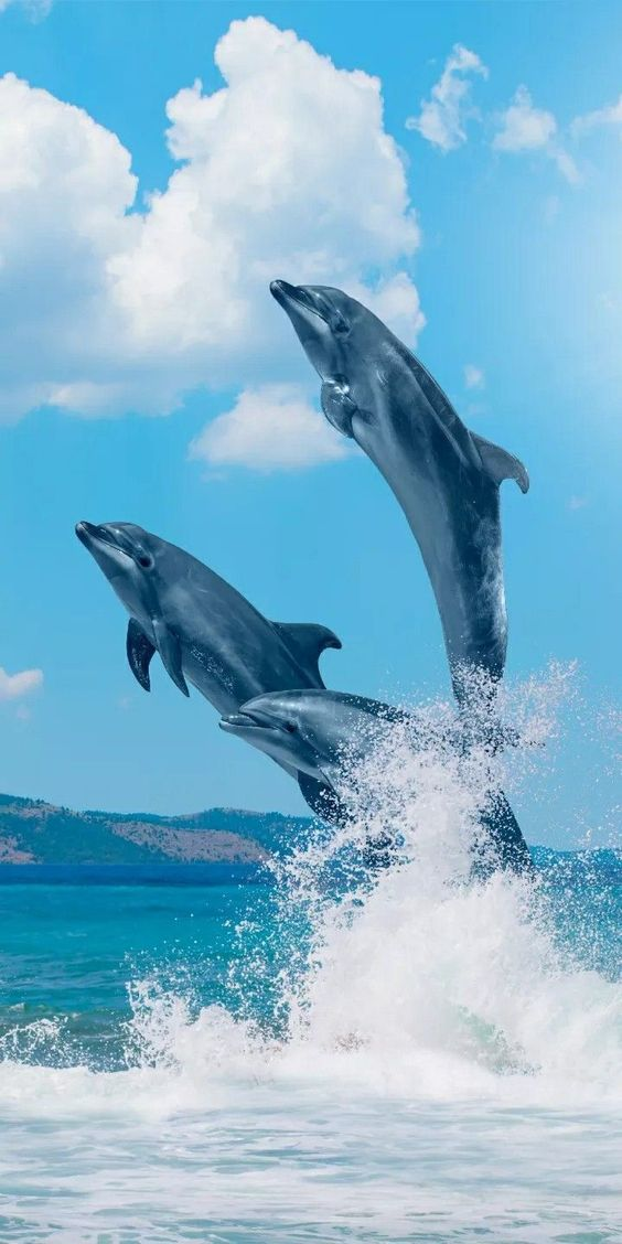 Hình nền 3 chú cá voi tự do bơi lội trên biển rộng lớn